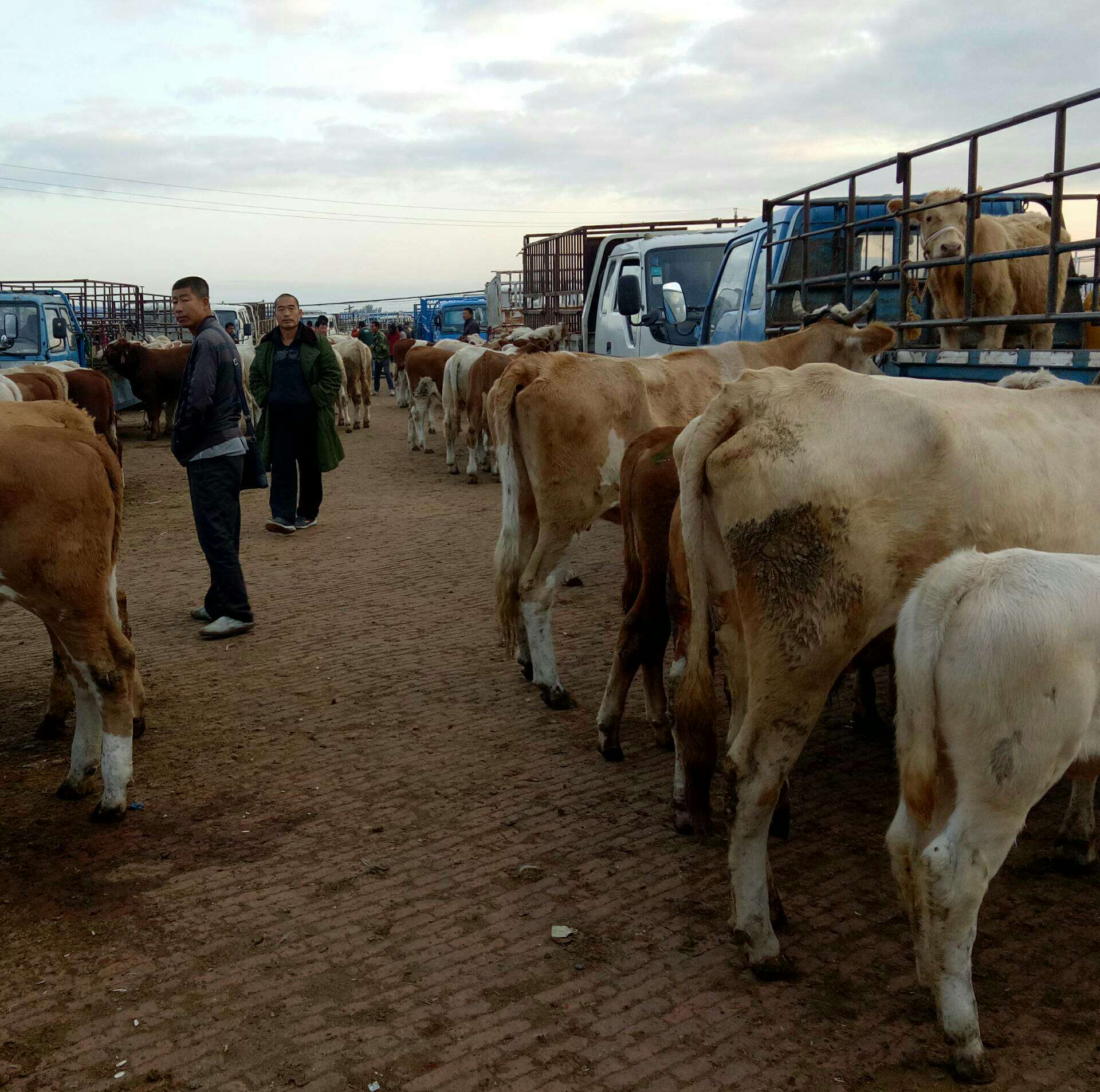 亮中黄牛市场牛多,价格合理