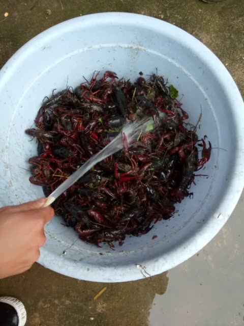 今天下午摸的龙虾! 2年前