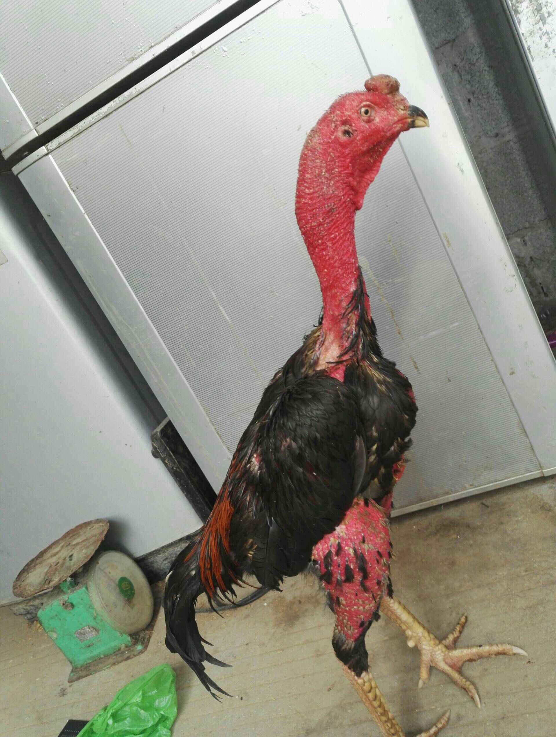 质量鸡 - 世财战斗鸡的快手