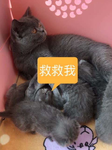 小月_宠物猫咪喵星族93的主页-快手直播