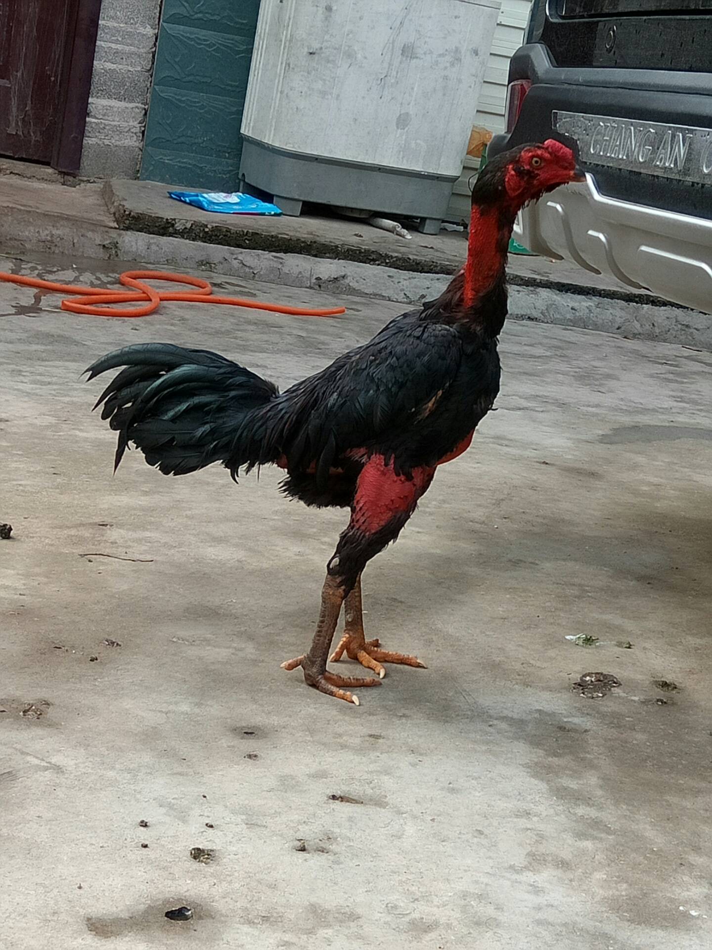 泰国纯种黑巴鲁斗鸡图片