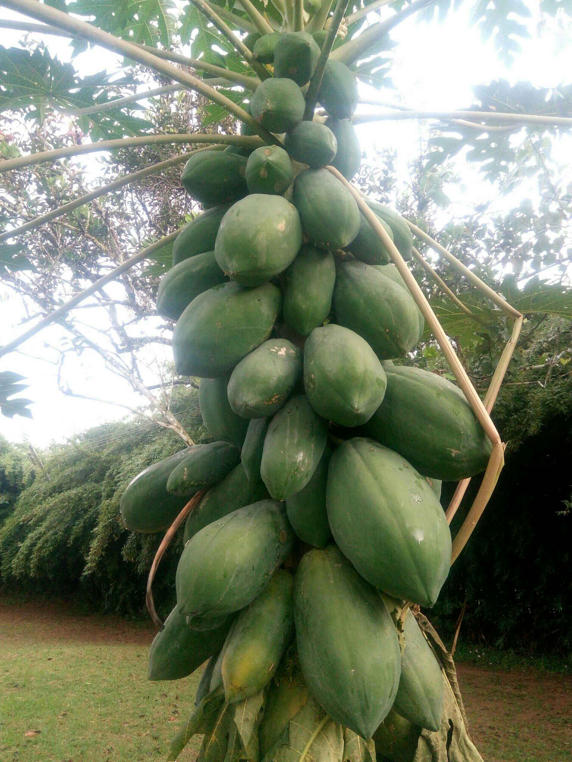 非洲的木瓜树 152       赞