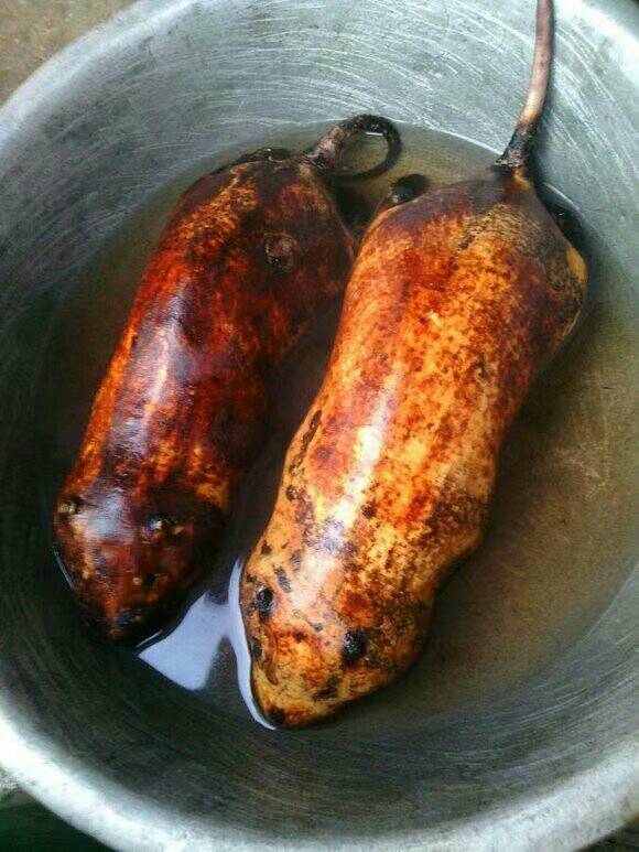 啊 至尊宝08463月前 一~念3月前 至尊宝08463月前 回复 一~念:竹鼠