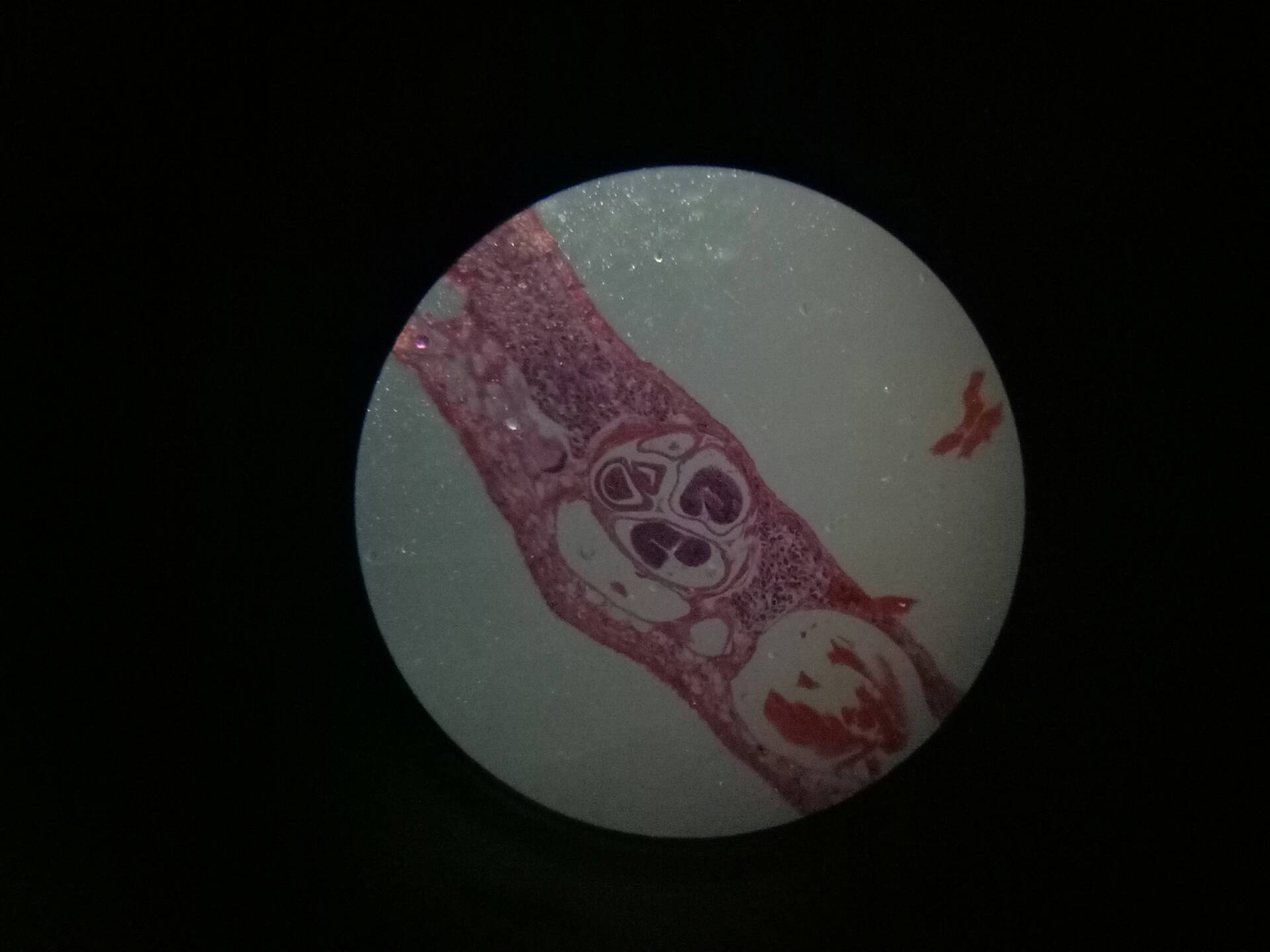 在显微镜的水蛭横切面 2年前