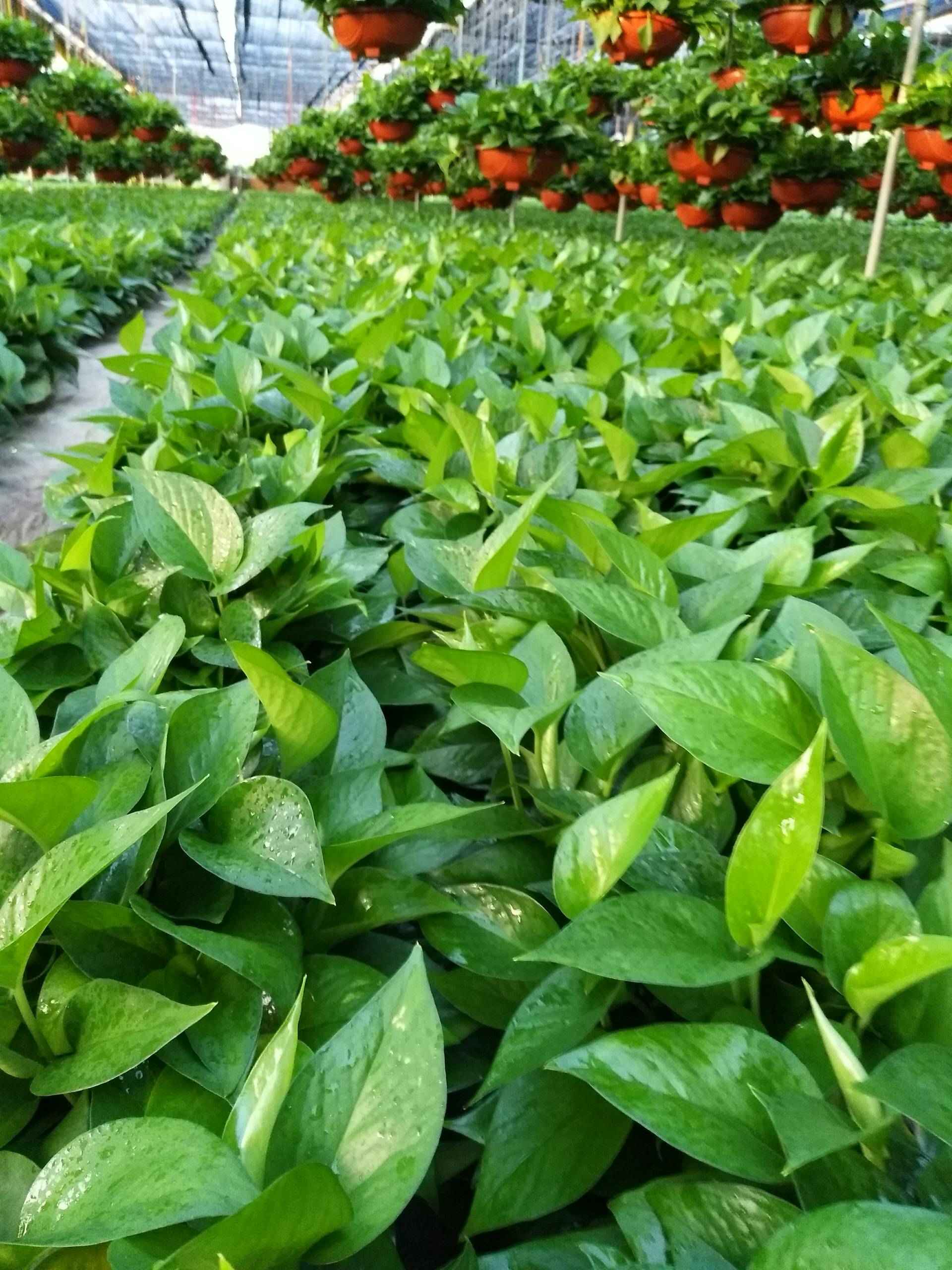 绿萝一一净化空气,优雅美观,吸收甲醛,是家庭居室必备的装饰植物.