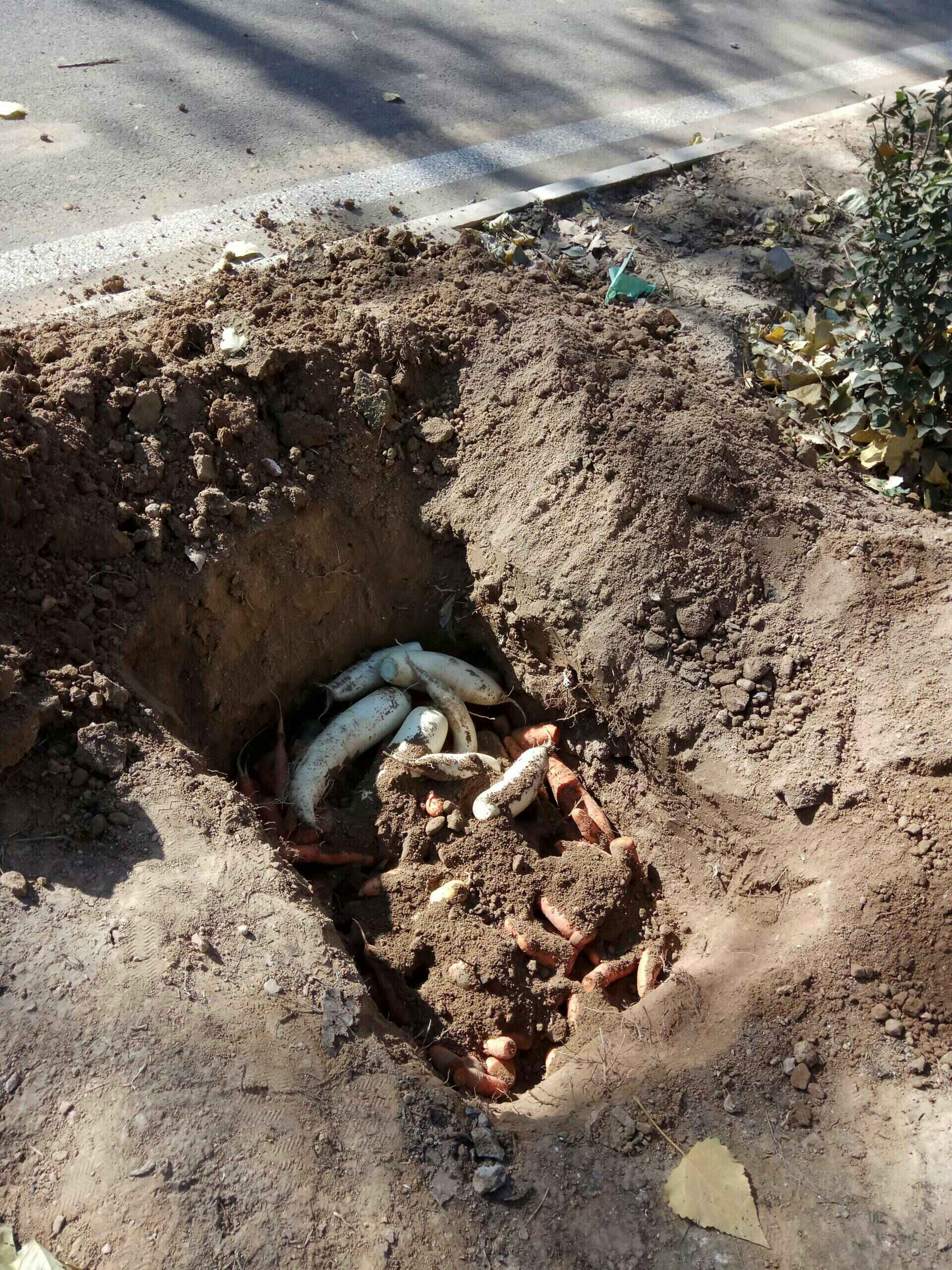 刨坑埋胡萝卜989898 - 78生222223活78的快手