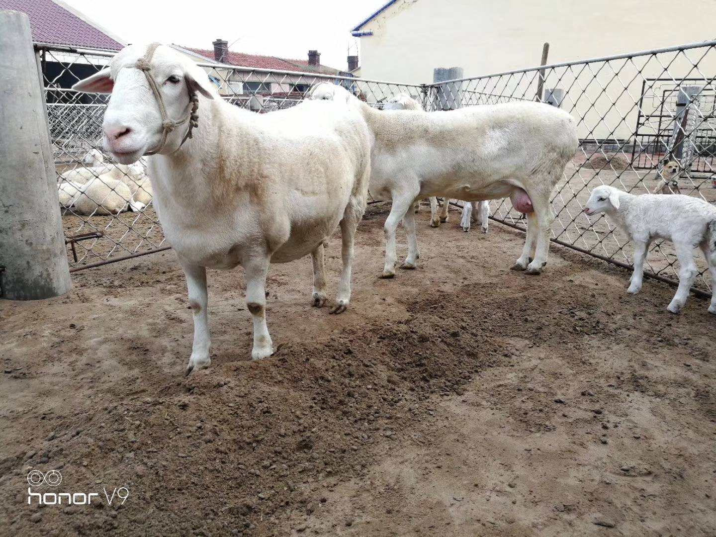 蒙科草原肉羊杂交图图片