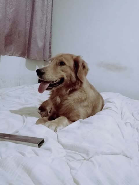 家有金毛叫大款