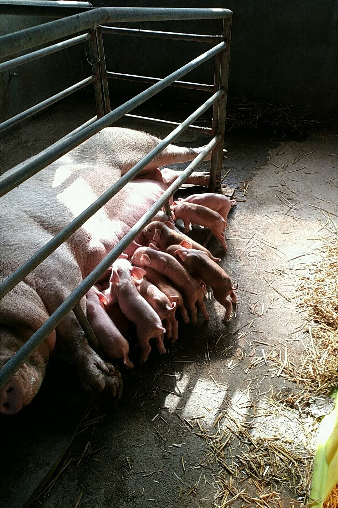 日照养猪合作愉快