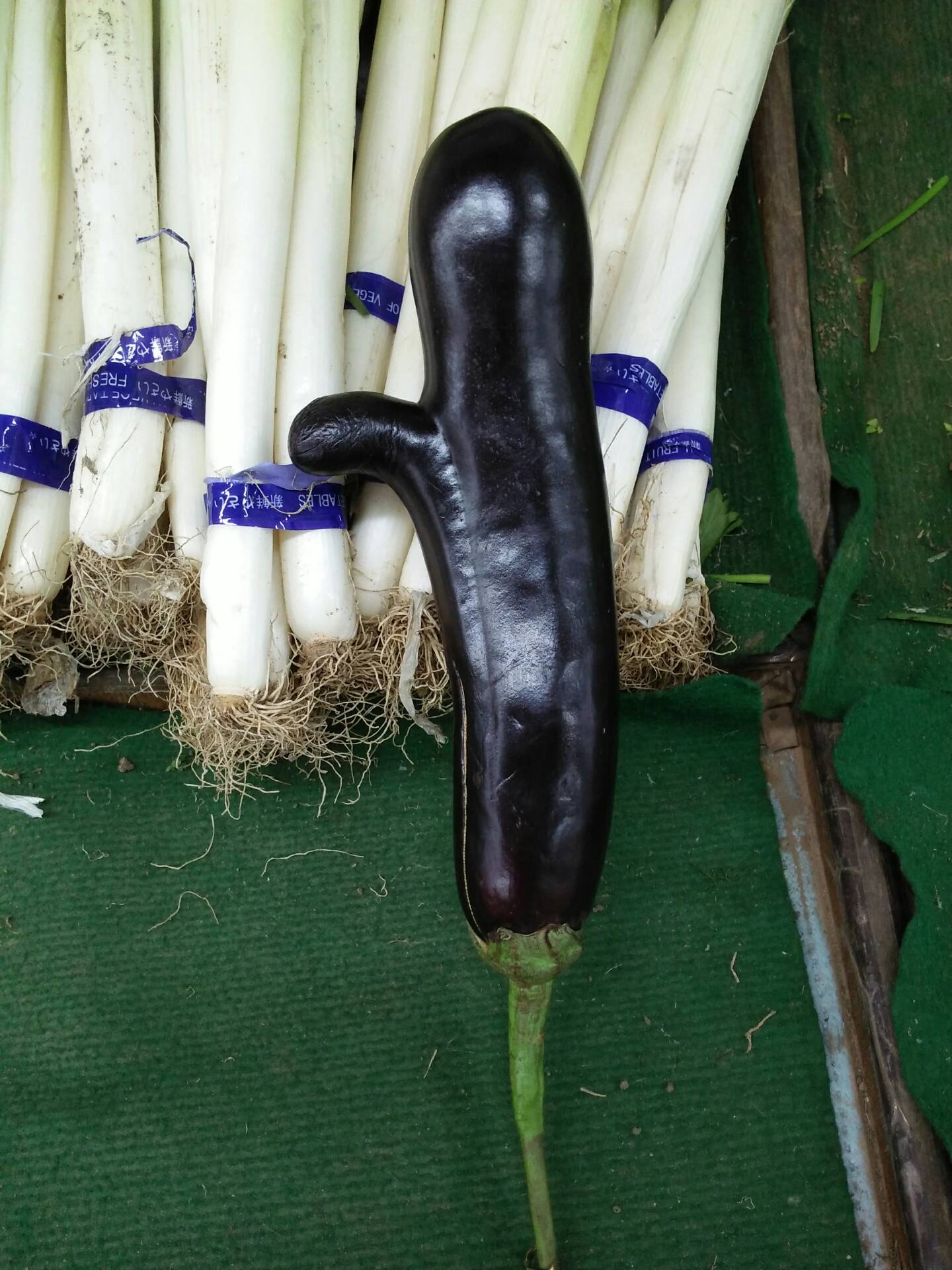 点赞茄,哈哈 - 时光不老,我们不散395的快手