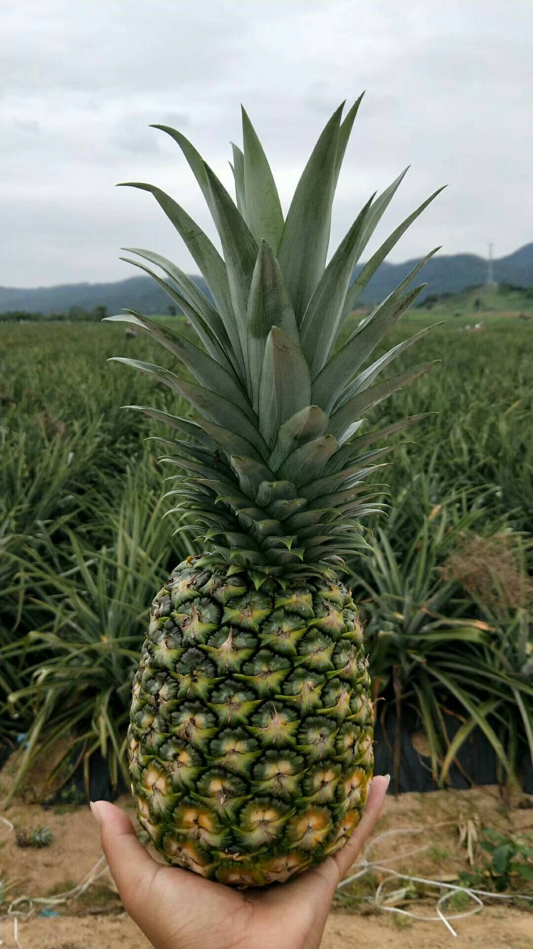 鳳梨和菠蘿的區別(鳳梨和菠蘿的區別味道)