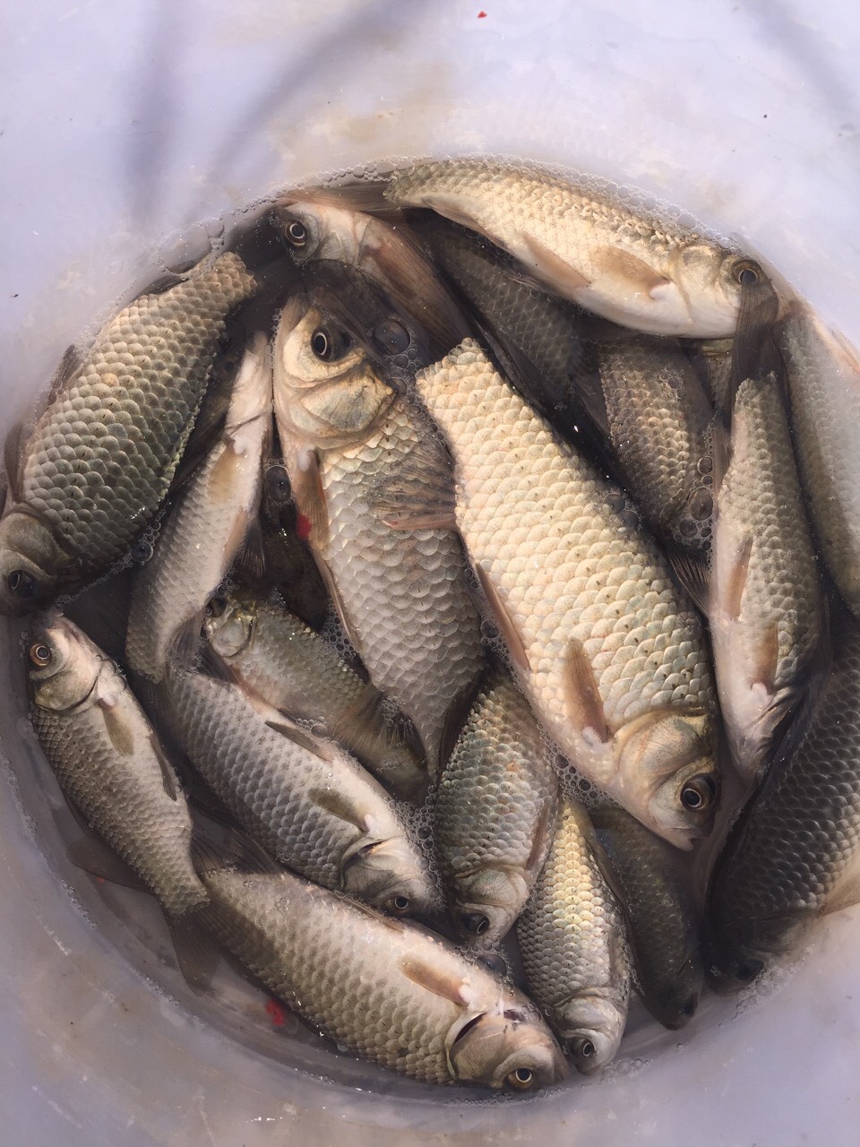 上午渔获!忘记拍视频了,牌照吧,冻死了 2年前