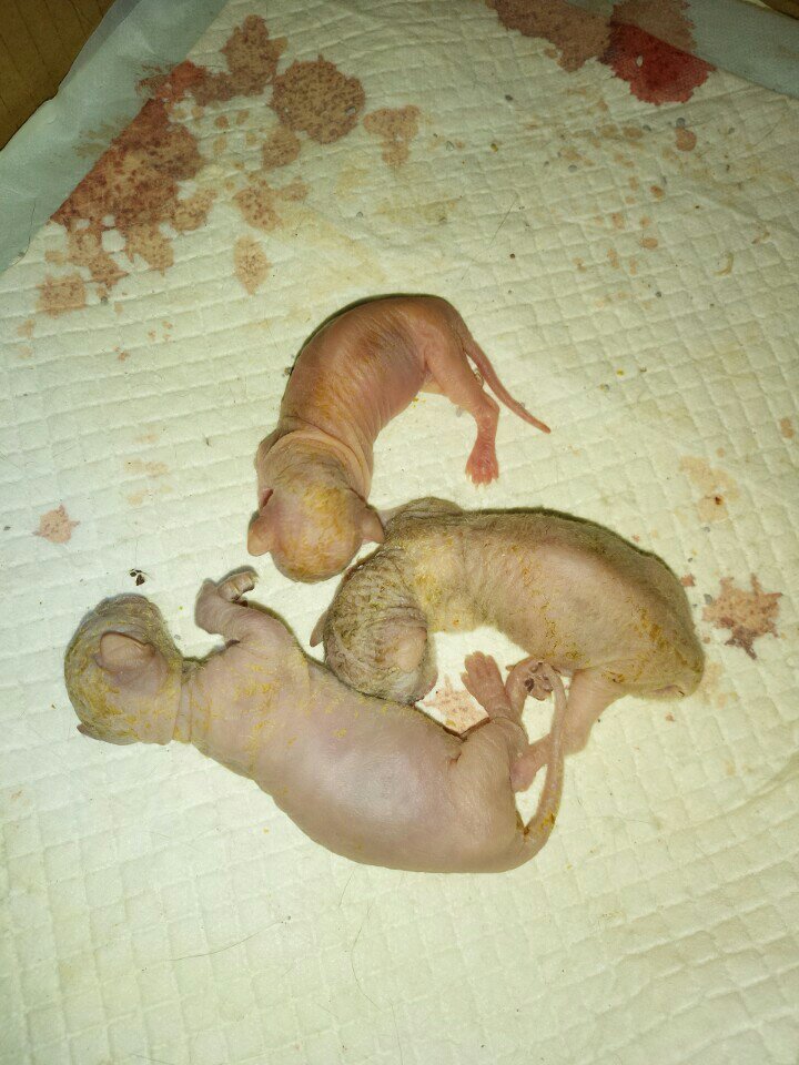 快手直播