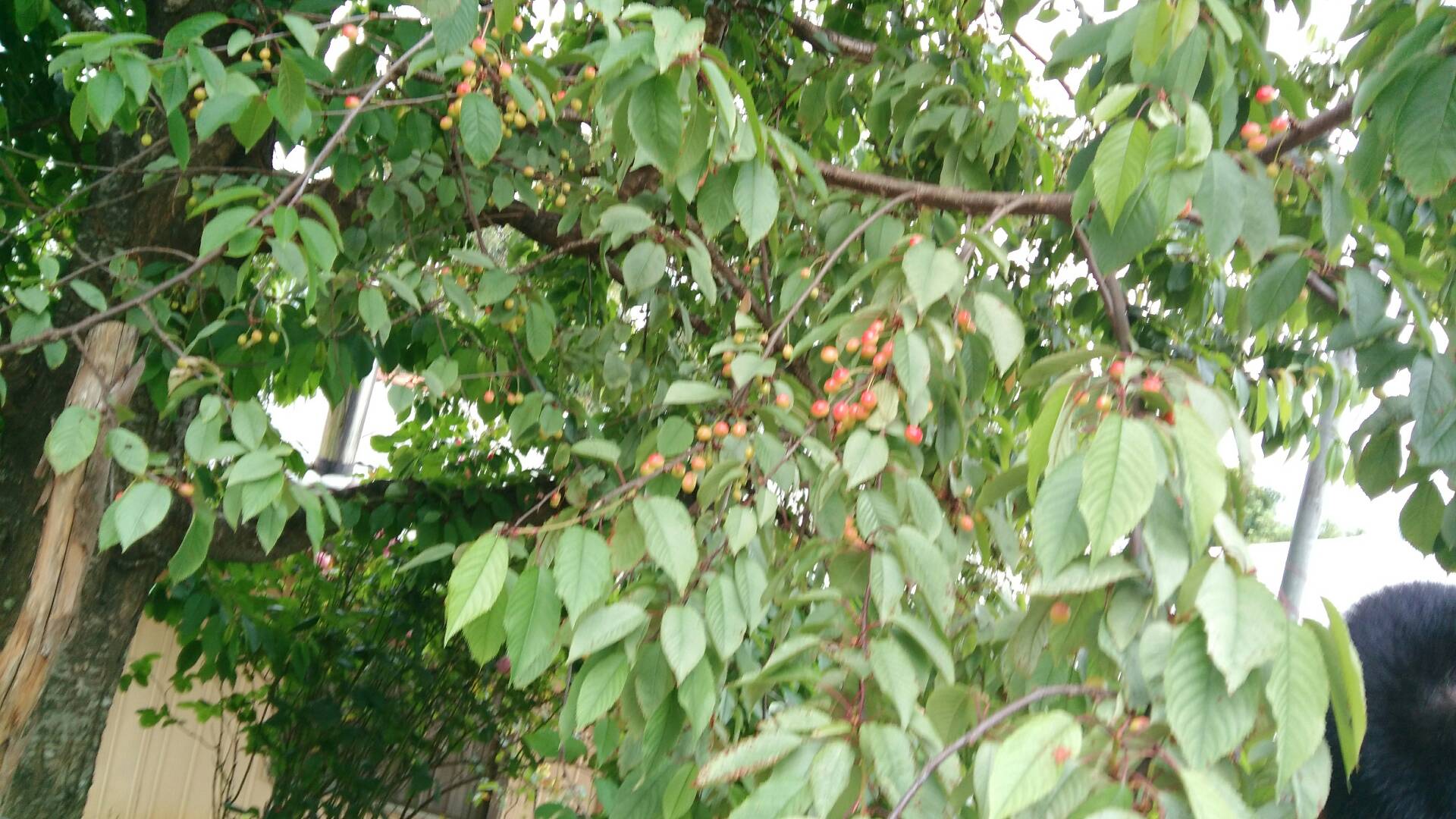 智利樱桃树 68       赞                   评论              9月前