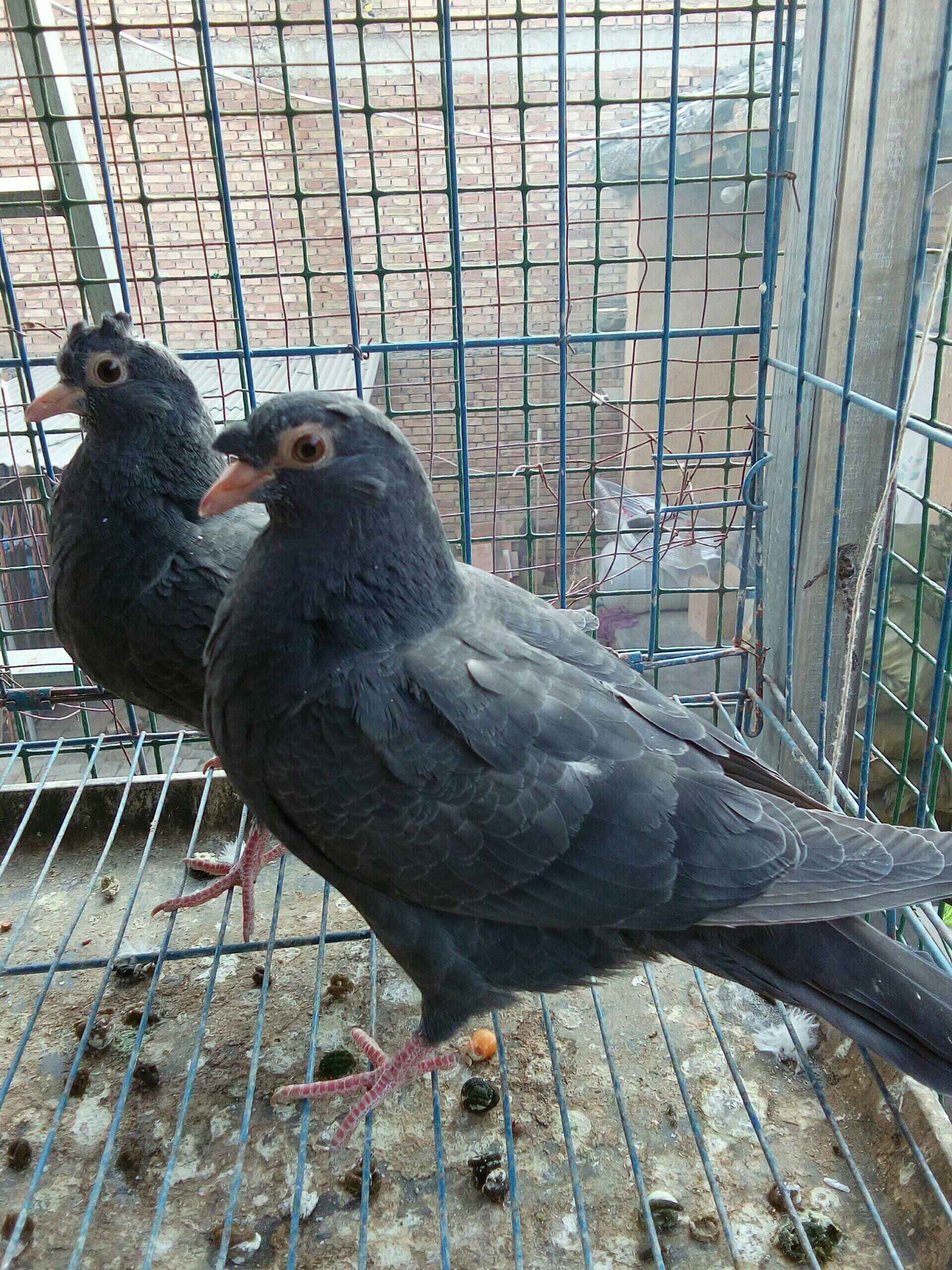 赛义夫(甘肃甘谷)