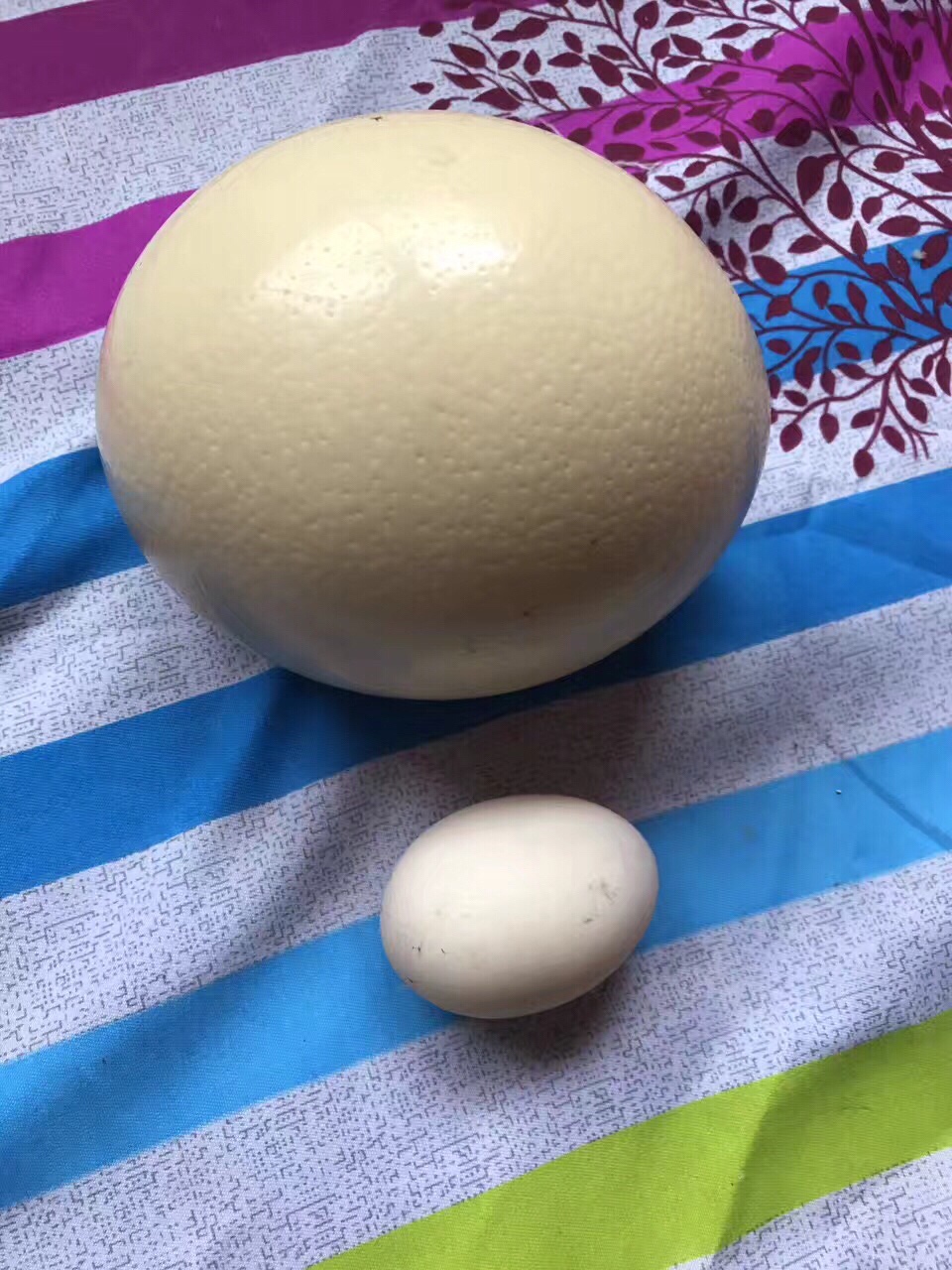 售自家新鲜鸵鸟蛋.转售商演矮马,羊驼,骆驼,牦牛.