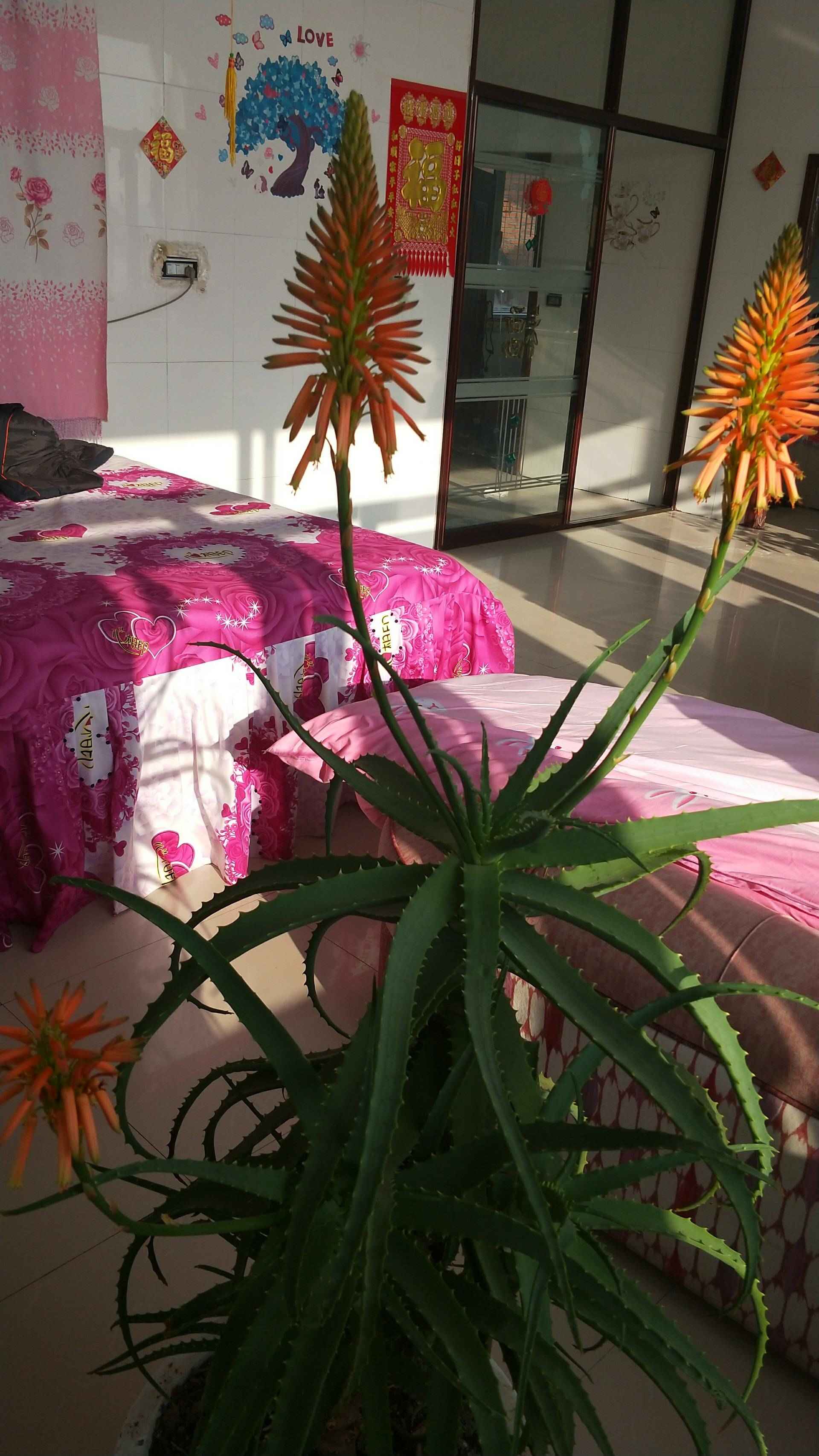 十多年的龙爪开花了 2年前