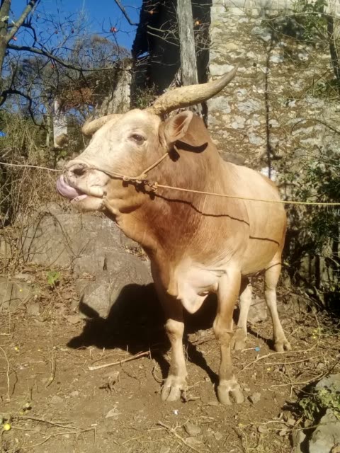 老牛王求关注谢谢 2年前