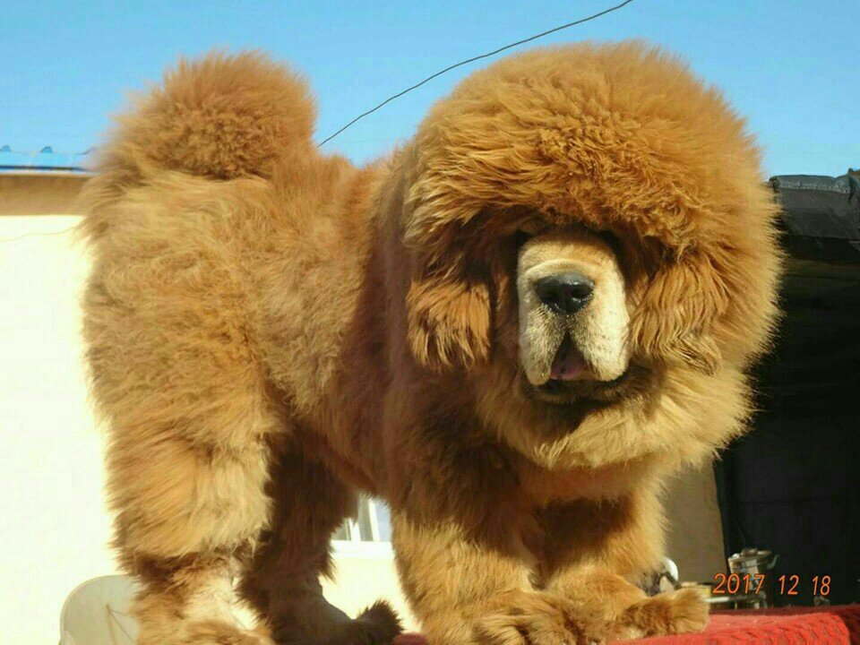 我家惊天雄狮 - 辛集刘乐的快手