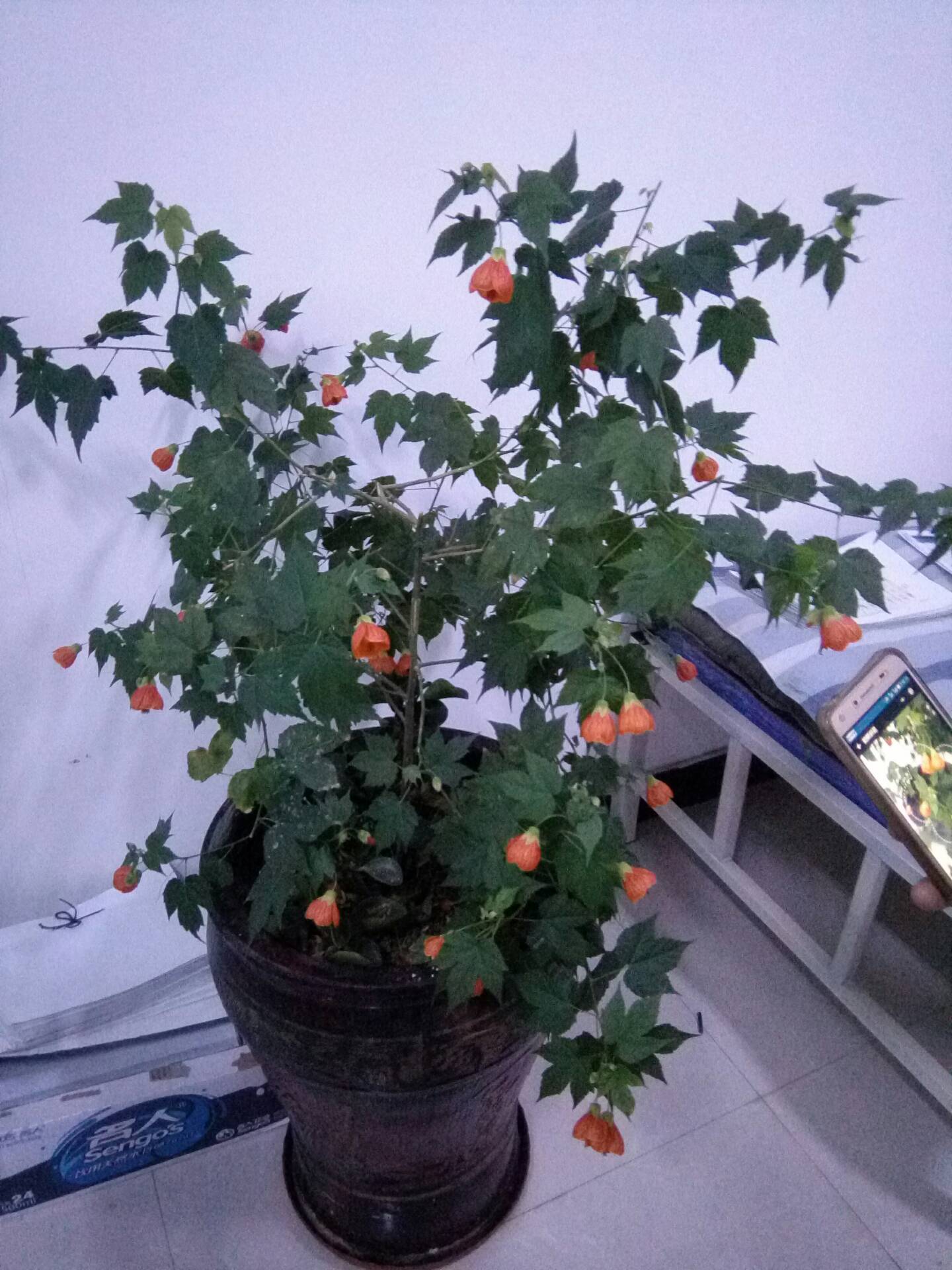 金铃花,茼麻属,锦癸科.