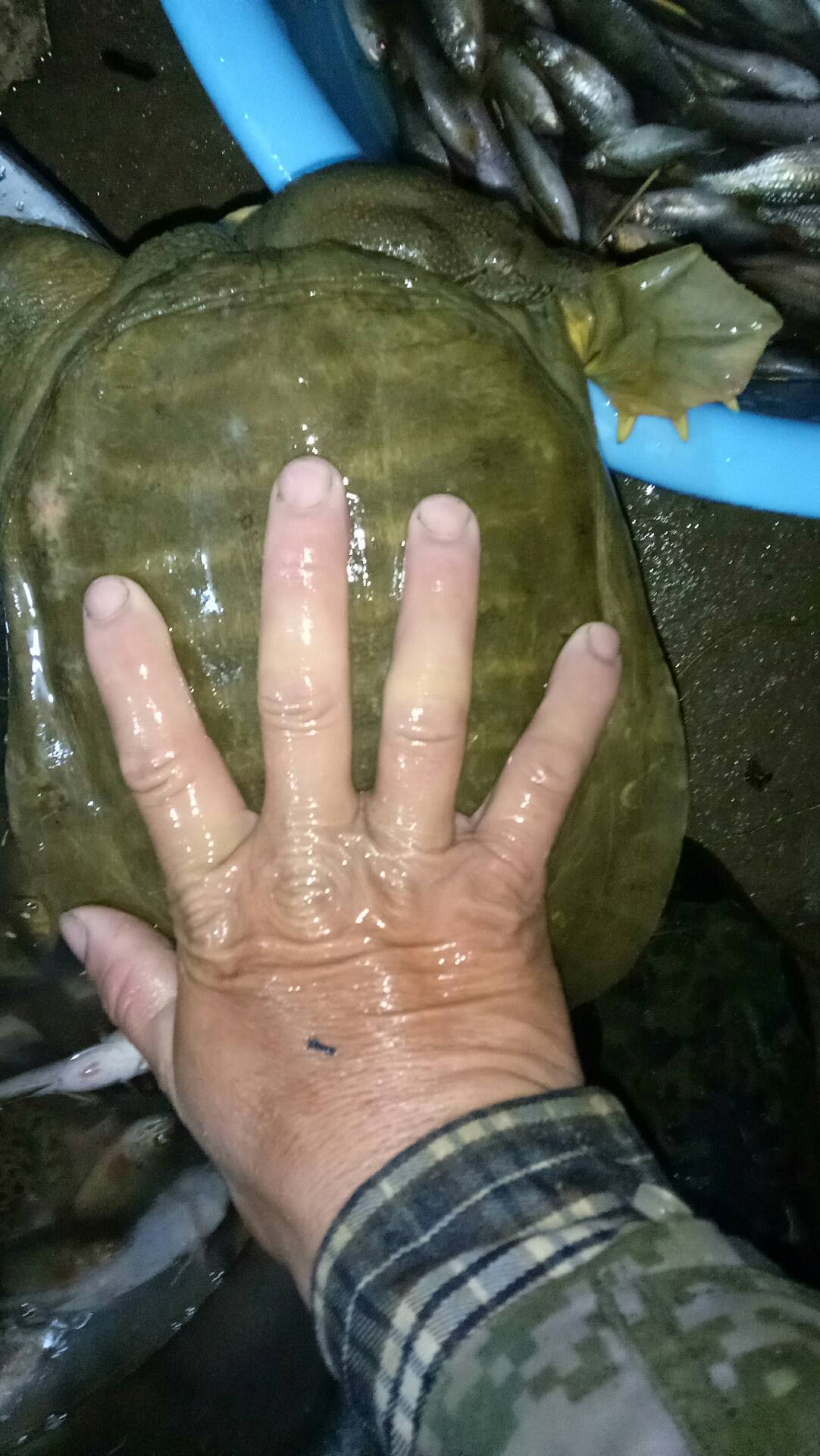 扫描二维码下载 什么也不说 1 3 493 0 青翼0797月前 纯野三斤八甲鱼