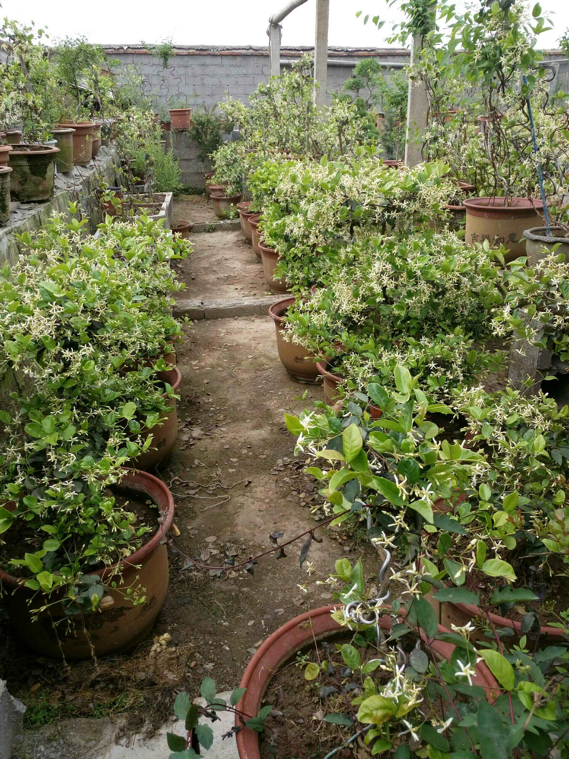 络石盆景(芸香)