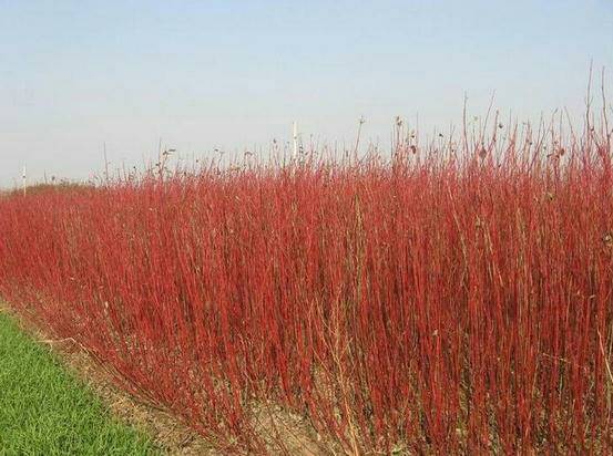 红麻有见过的吗 130       赞       5月前