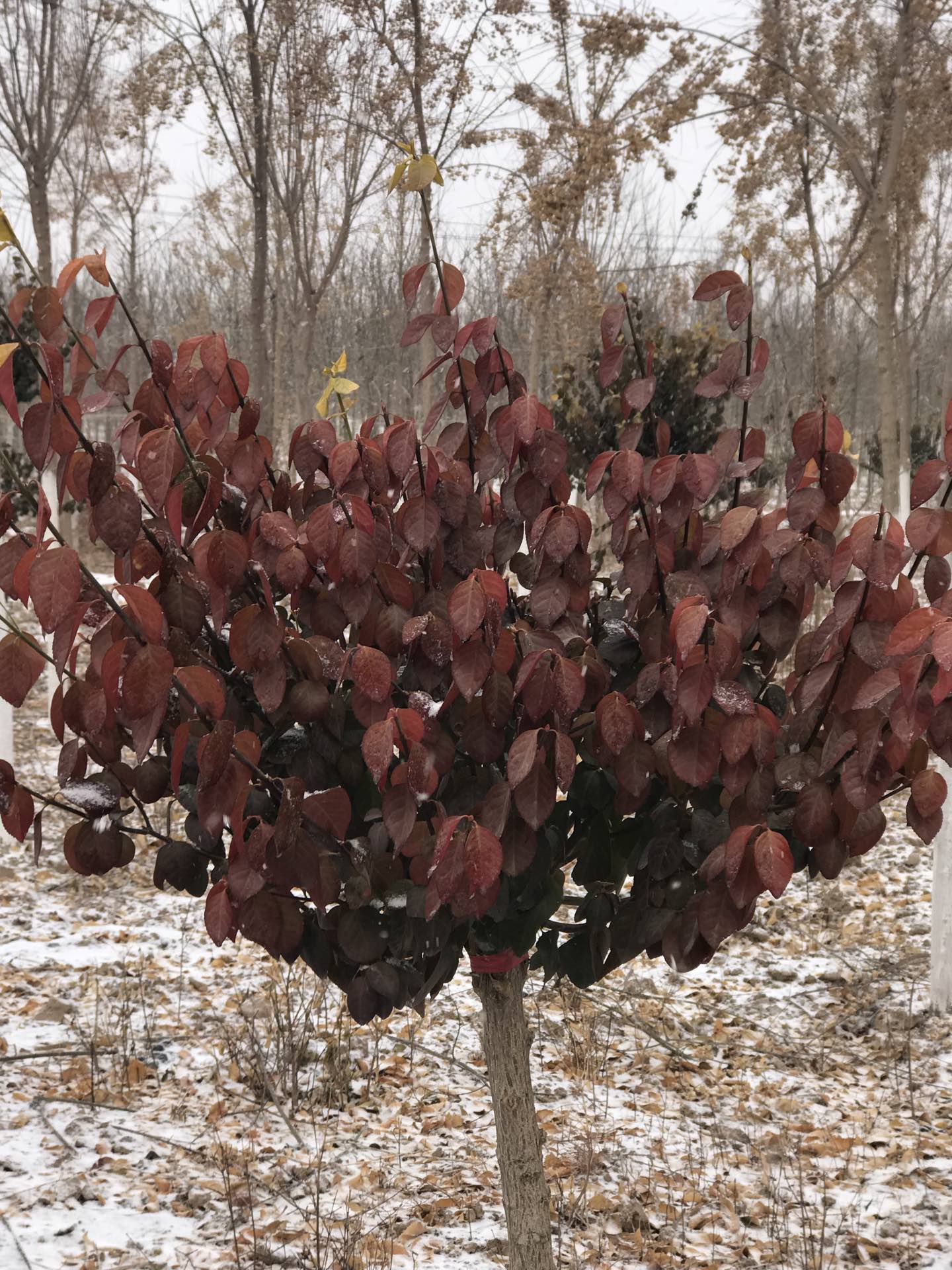 红叶黄杨 - 丛生苗木的快手