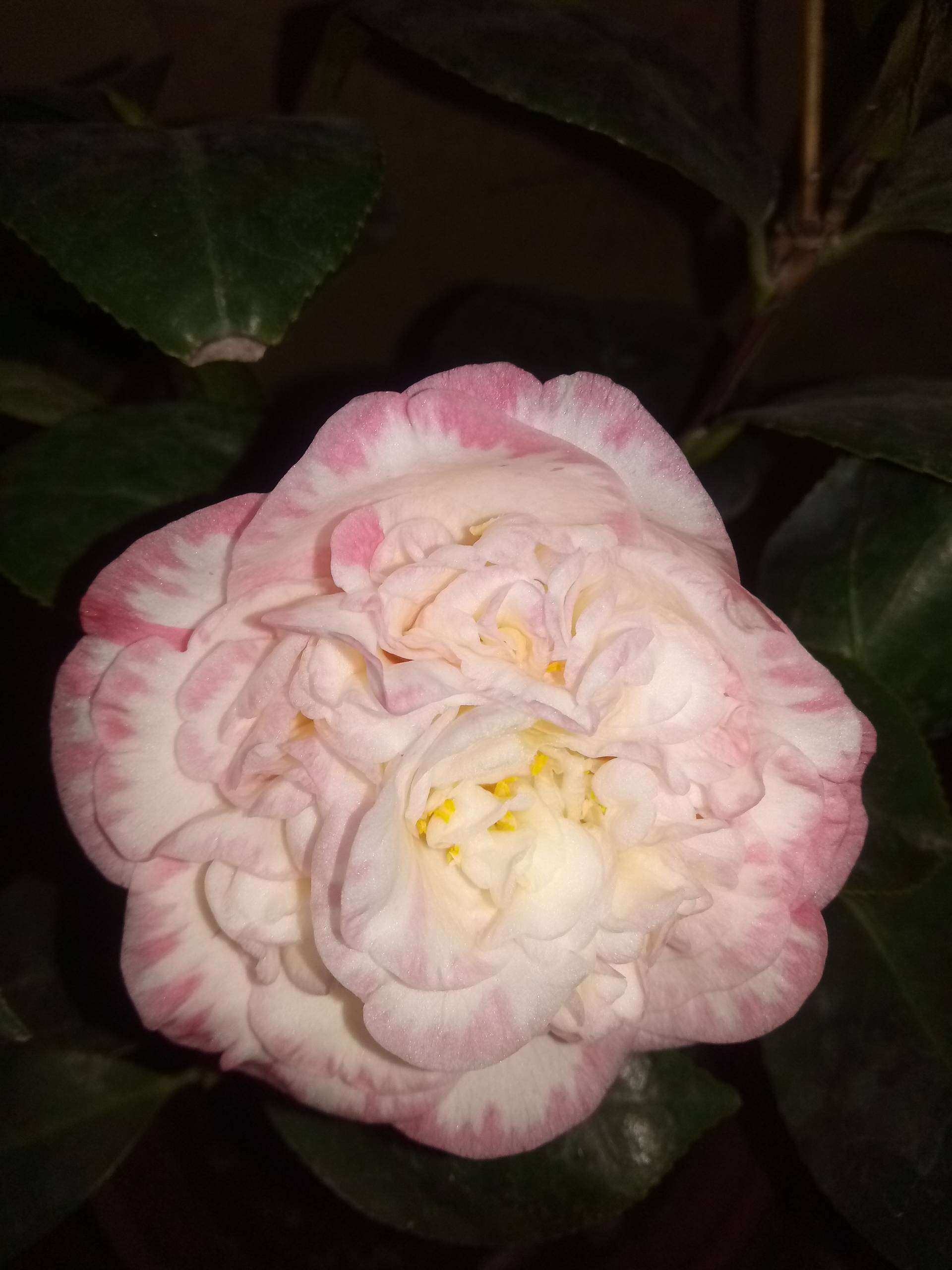 白衣大皇冠茶花 168       赞                   评论