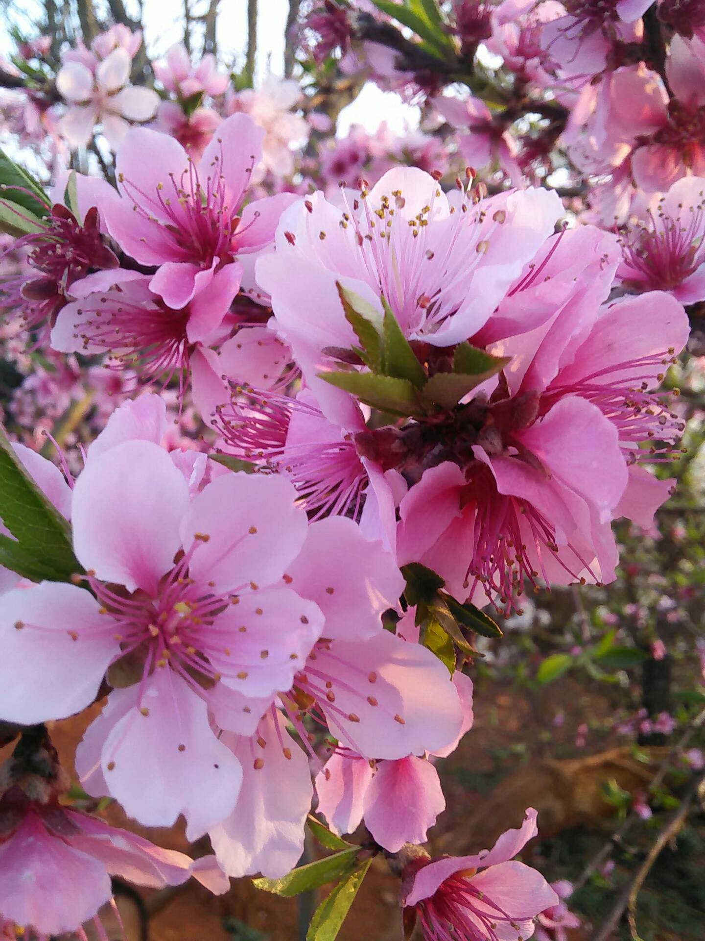 家乡的水蜜桃花 393        赞 8月前