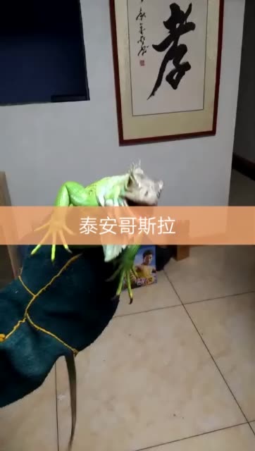 泰山你山哥的主页-快手直播