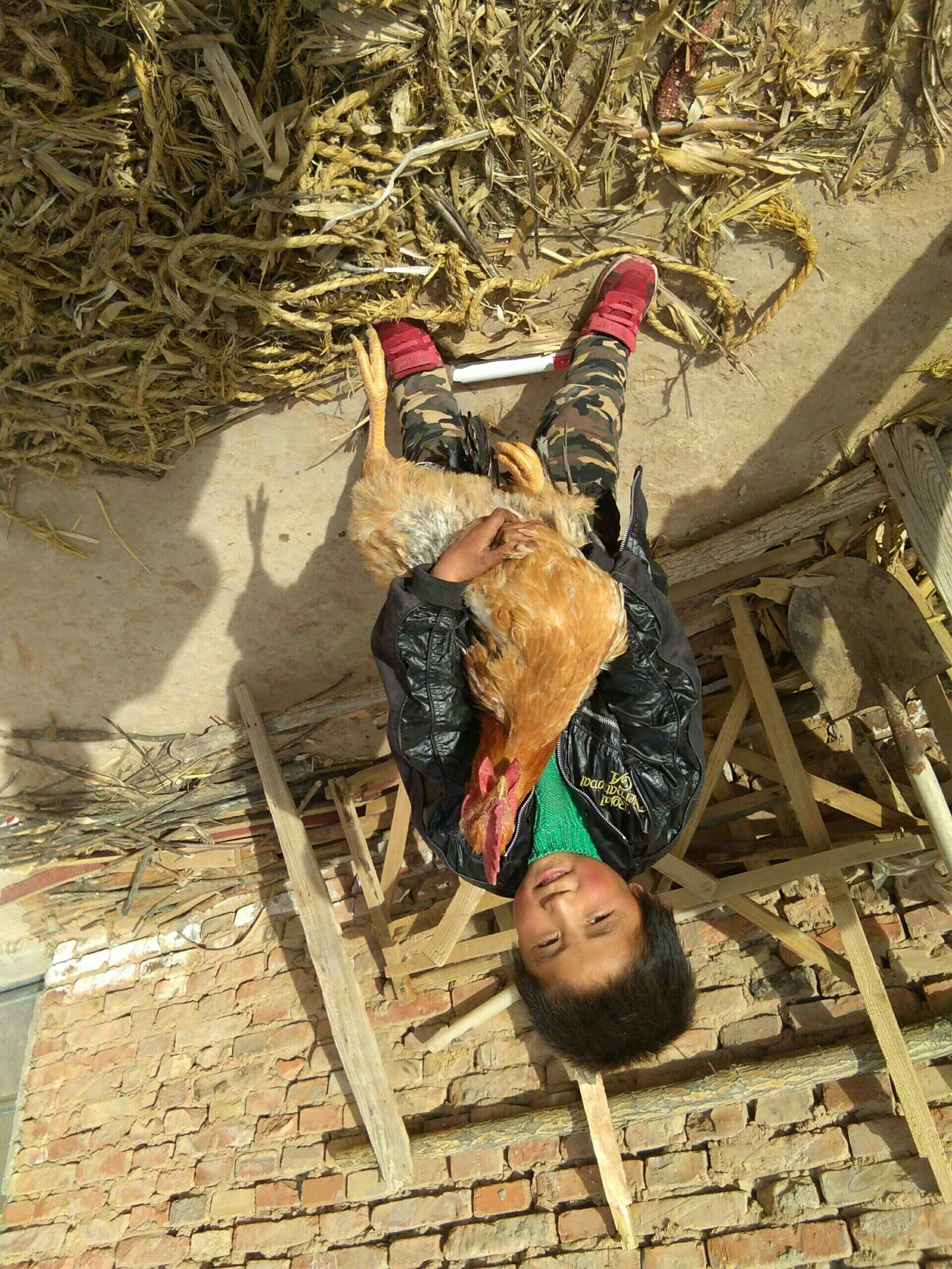 儿子抓的大公鸡在玩 235       赞                   评论