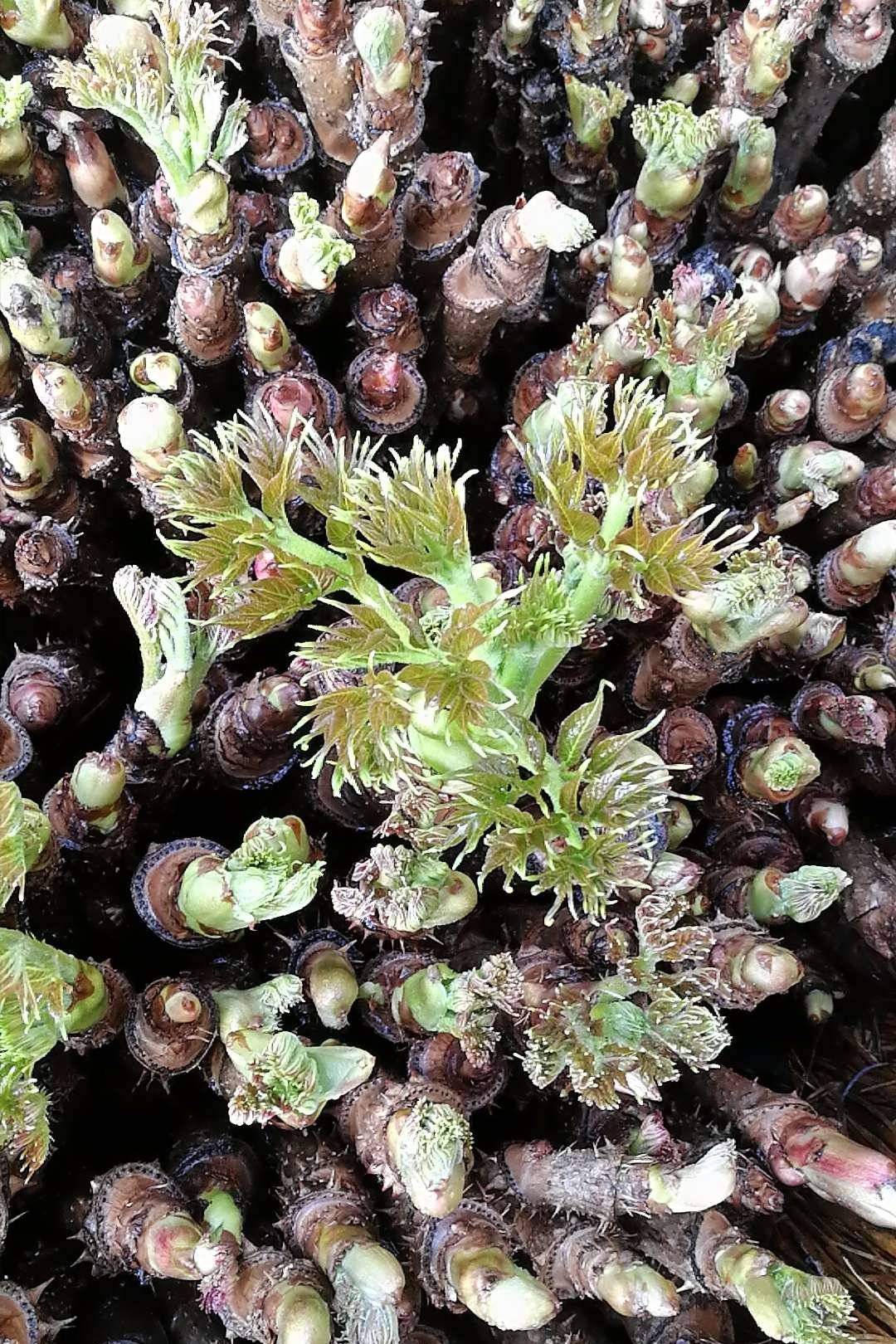 《刺龙芽》的主页-快手直播