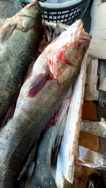 野生海鲁子 1104       赞                   评论              7月