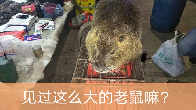 第一次看到,成精了的老鼠