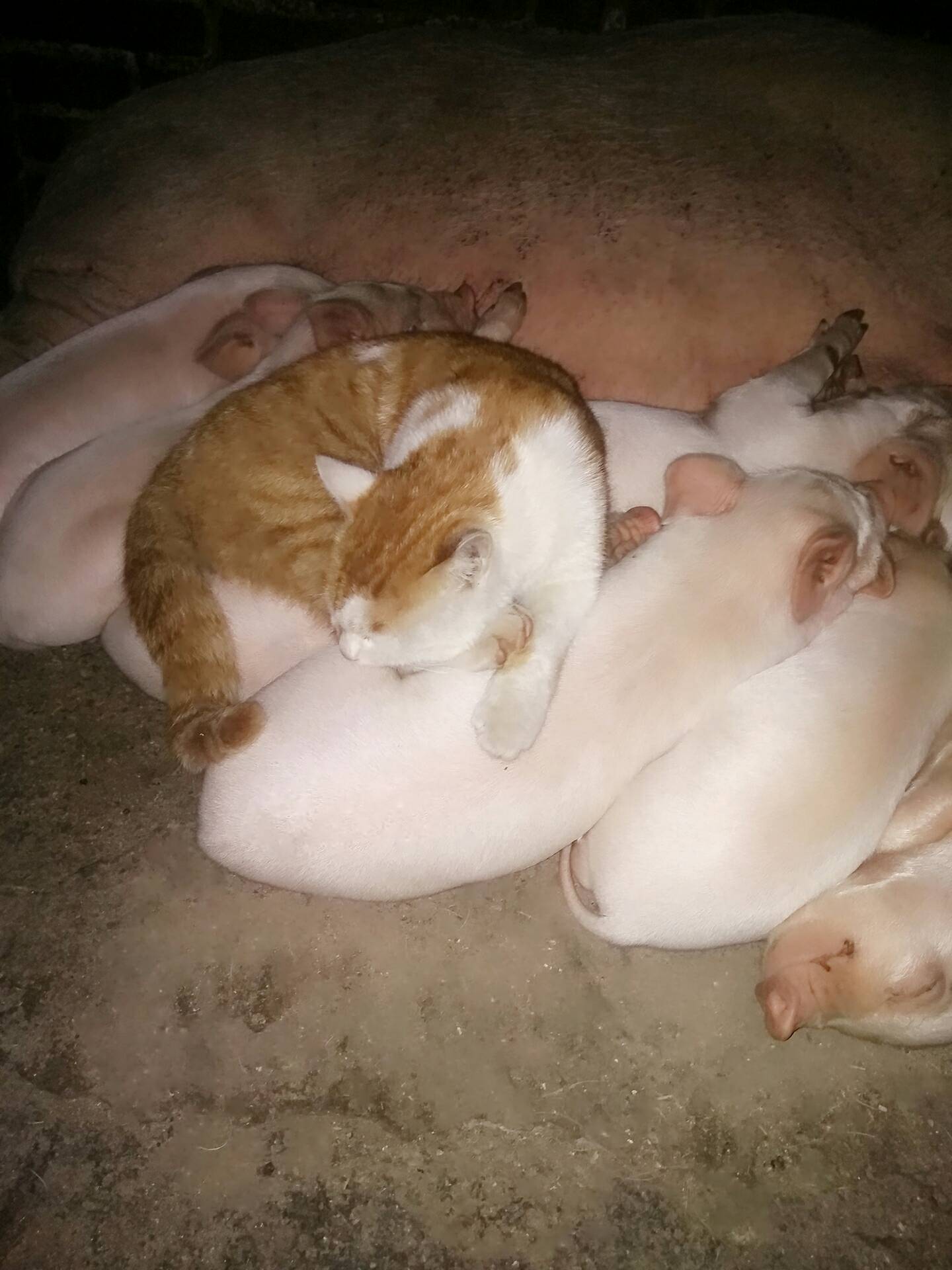 还能说你点啥好 - 蓝晓蓉的快手