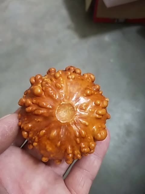 显摆一下我的疙瘩葫芦,喜欢不,喜欢就双击666 8081     93 赞