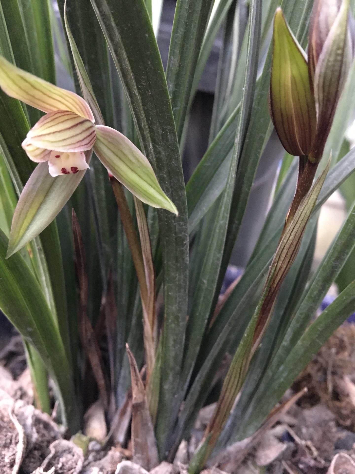 兰花 仰望星空120414天前 回复 小米大米南瓜粥:草不行,只是香 小米