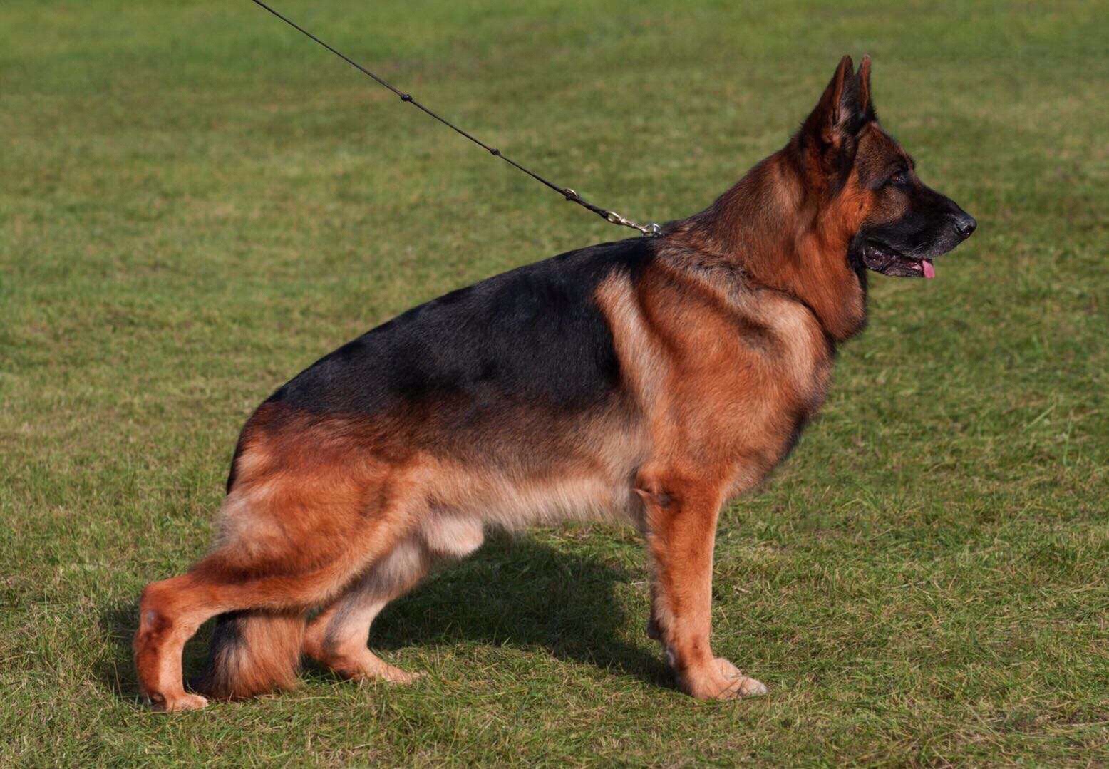 豪华的血统家族背景,父系血统来自威嘎斯,尼寇斯,吉奥瓦尼,乌尼克斯