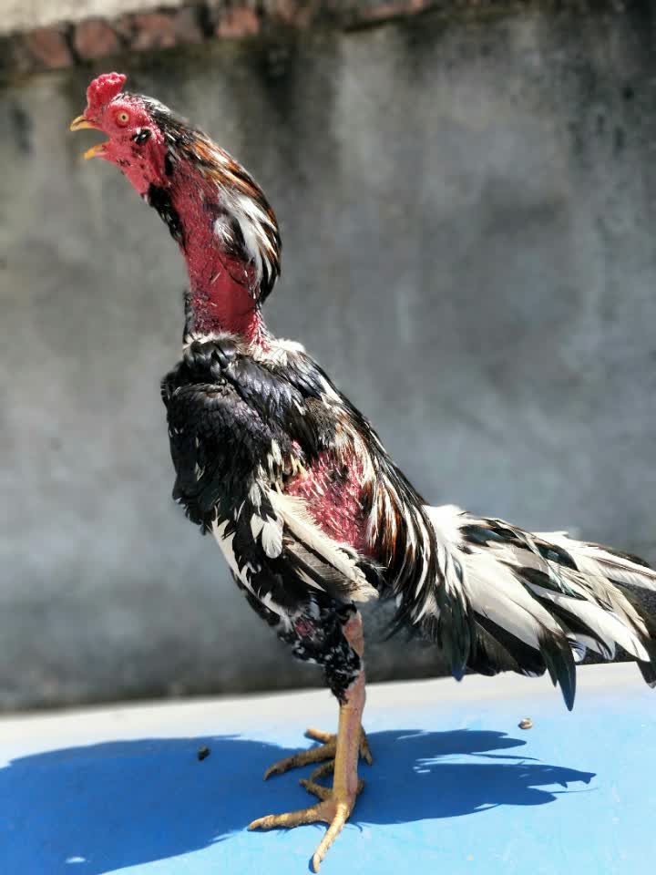 种鸡模特 - 专业斗鸡91的快手