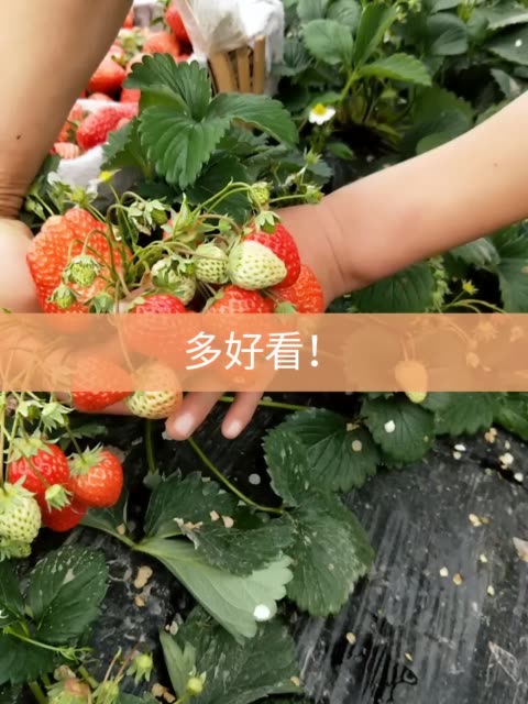 95柠檬93加醋93的主页-快手直播