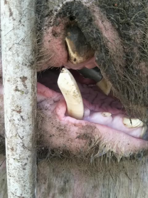 看这猪牙长不长 2875        赞                   评论