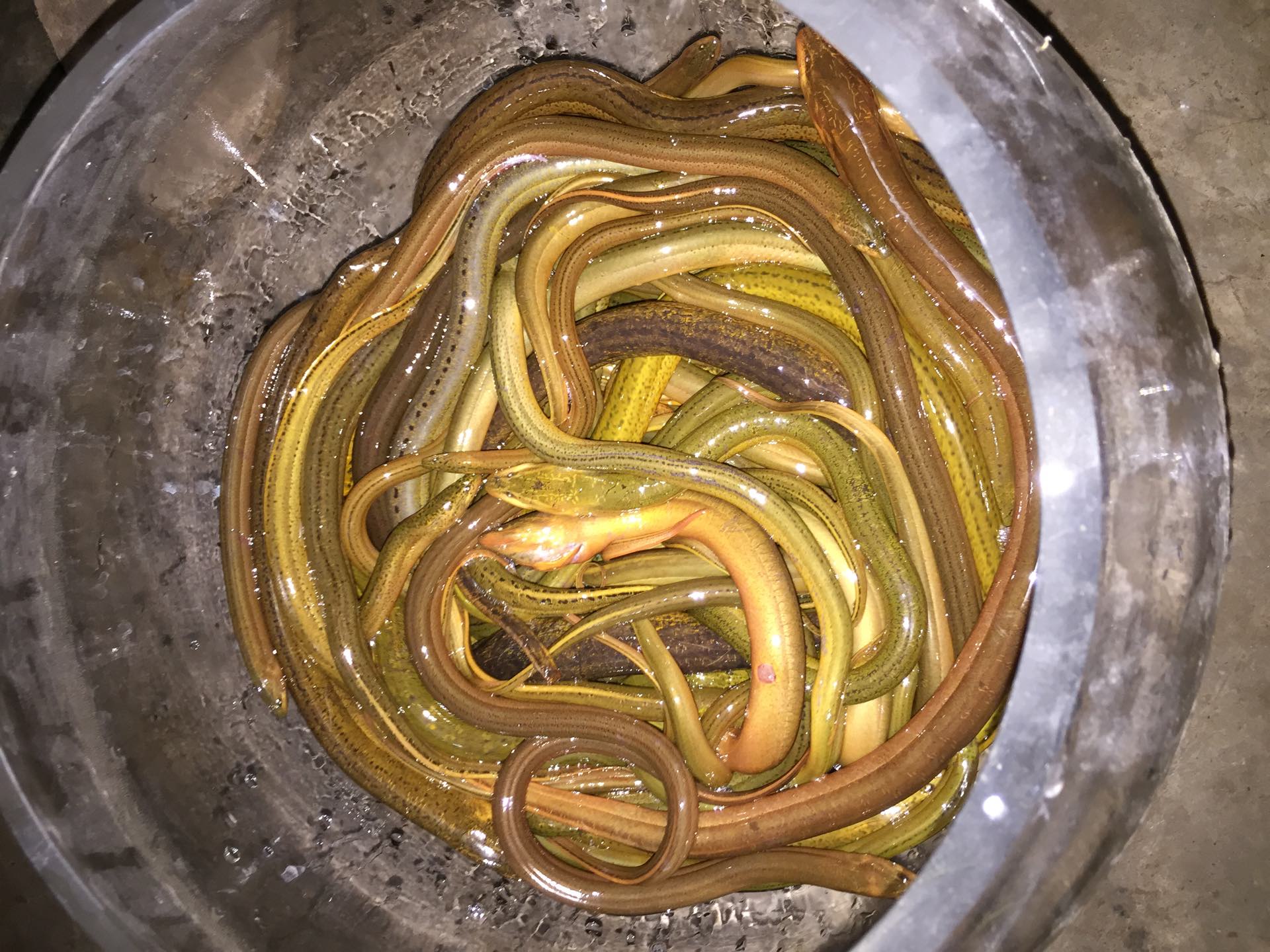 陪大师钓黄鳝 1201       赞       2月前