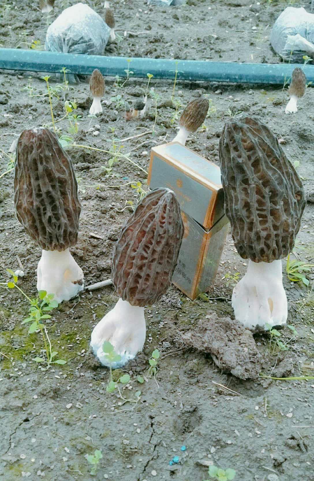 羊肚菌,喜欢的朋友双击评论加关注,了解更多人工种植 - 商丘74羊肚