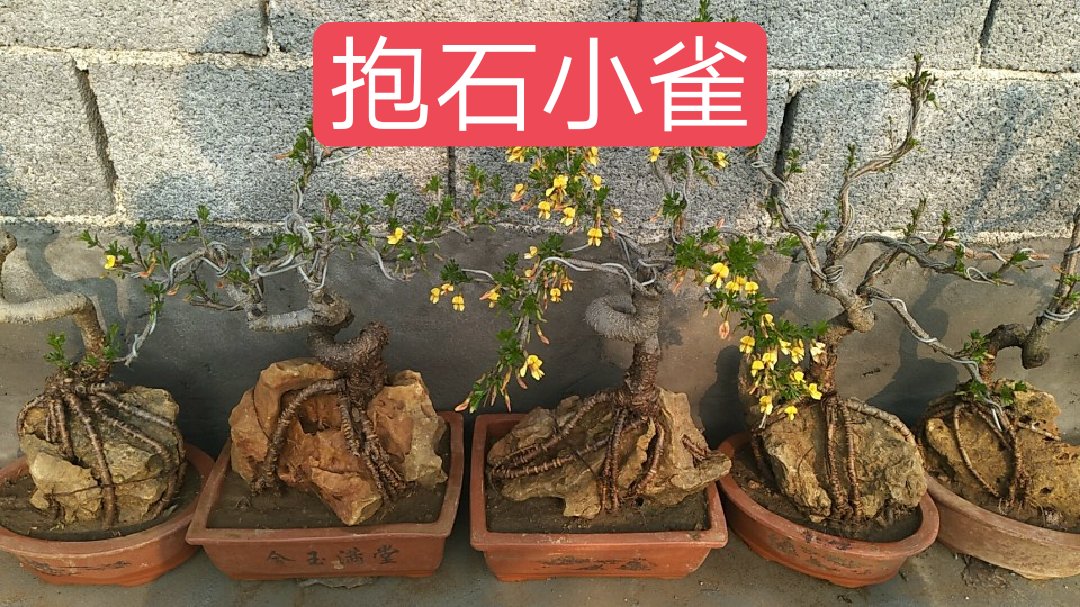 附石盆景制作图解