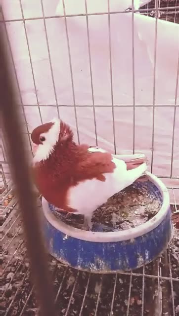 红色仙女鸽漂亮吗 457       喜欢       1月前