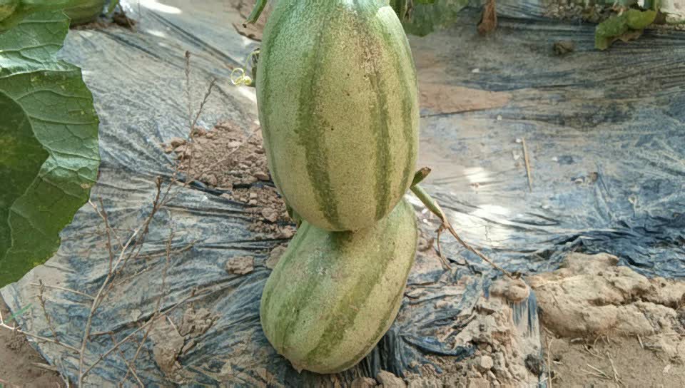 红籽小瓜有要的联系我 85       赞       1月前