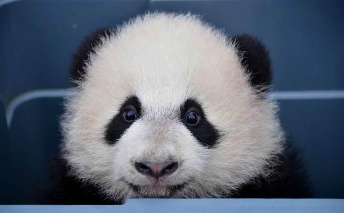 熊猫大人耶!的快手