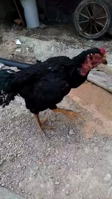 出售鸡   没地方喂了脚重,打法好点位准. 249       赞       24天前