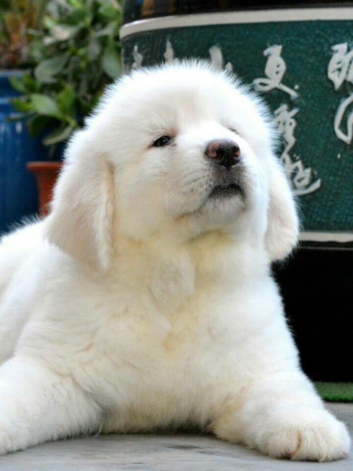 雪獒幼母48天照片 484        赞 5月前